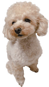 看板犬定春の画像